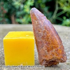 Carcharodontosaurus dinosaur tooth fossil (similar to t-rex) - cretaceous, kem