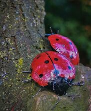 Metal Ladybird Garden Ornament Sculpture Art - Wall Art Recycled Bug Insect