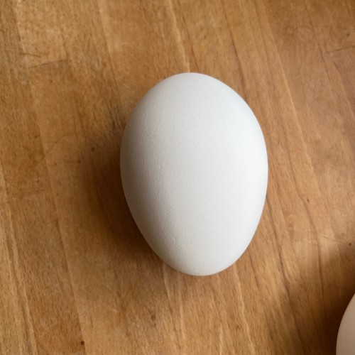 Blown goose egg clean - blown, ,