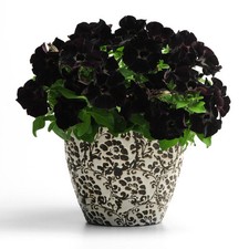 Black Velvet Petunia Seeds. Beautiful Flowers. Orchids And Others