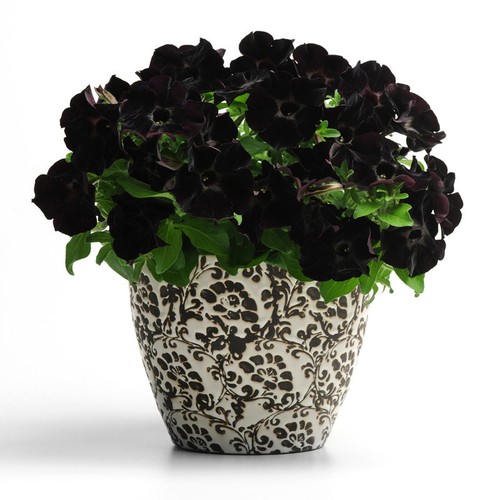 Black velvet petunia - black,