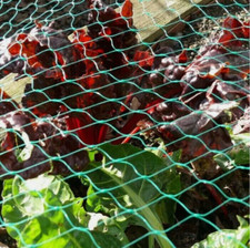 Pond netting plant flower - pond,