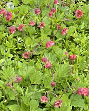 Geum ‘Bell Bank’ in a 9cm
