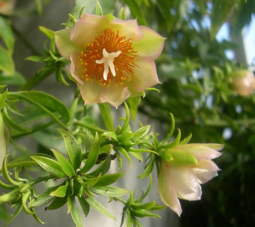 Cactus pereskia aculeata - ,