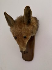 Taxidermy Fox Head Vintage