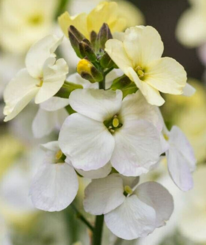 Ivory wallflower seeds - ivory,
