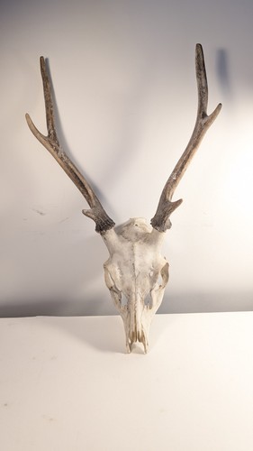 Stag skull and antlers - skull,