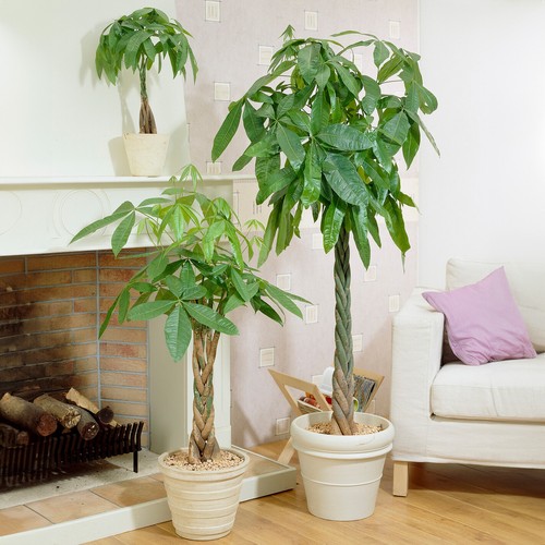 Pachira aquatica money tree - money,