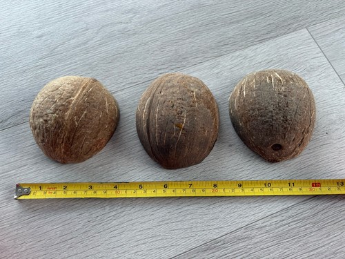 Coconut shells - 3x,