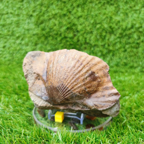 Large scallop fossil staithes - fossil,