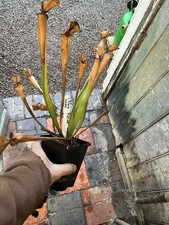 Sarracenia F257 Goldie direct