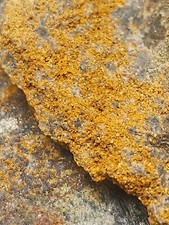Finly Crushed Gold Ore with
