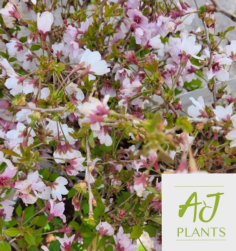 Prunus incisa kojo mai - incisa, no