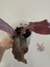 Hoya Undulata Sun Stressed