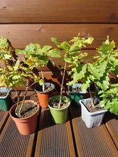 Oak Tree Sapling x 1