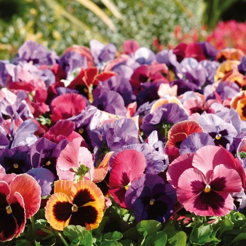 Pansy matrix coastal - pansy,