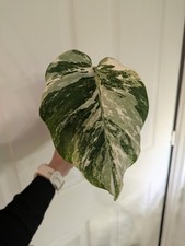 Highly Variegated Monstera