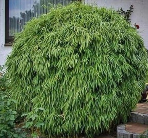 Large fargesia rufabamboo - large,