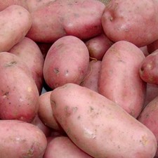 SARPO MIRA Seed Potatoes. Late