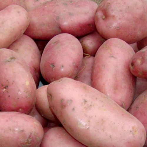 Sarpo mira seed potatoes - sarpo, late