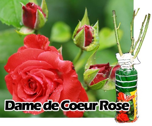 Spring growing red fragrant - spring,
