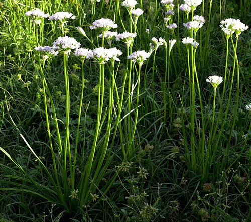 Wild garlic bulbs - wild, for