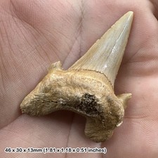 Otodus obliquus fossil shark
