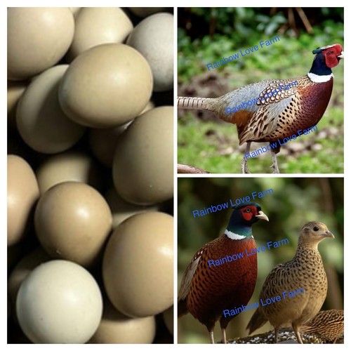 Chinese ringneck pheasant - ringneck,