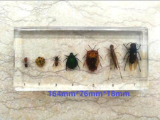REAL Insect Specimen Taxidermy  Insects Science Oddities Weird Strange Animal
