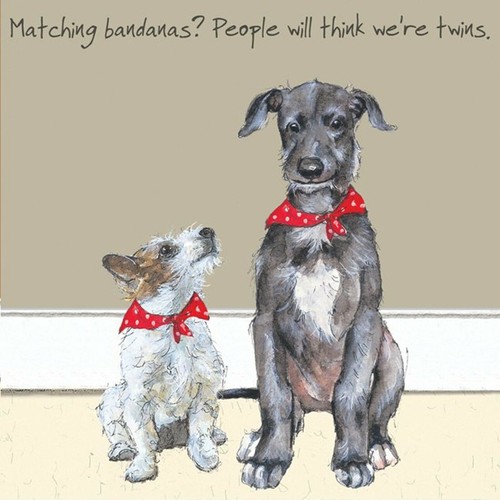 Scottish deerhound terrier - scottish,