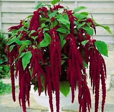 Love Lies Bleeding Seeds  Amaranthus Caudatus  aka Dreadlocks +  Free Gift seeds