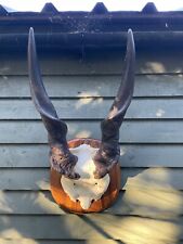 XL TAXIDERMY Eland Skull Shield Antelope Africa Art man Cave Trophy Horns Gothic