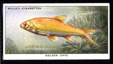 Wills Pond & Aquarium (Unissued) Golden Orfe No. 4