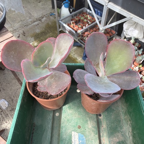 Kalanchoe ave width 3 - kalanchoe,