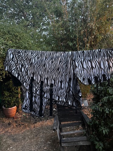 John whitaker zebra fly - , rug