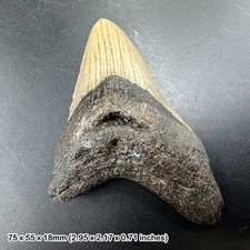 Authentic carcharodon