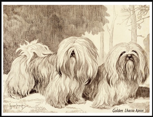 Lhasa apso dogs vintage style - dogs,