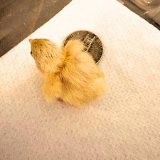 Button Quail Eggs -Eggs for