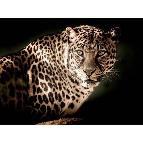 Leopard big cat spots - big, photo