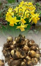 1-1000 TETE A TETE MINIATURE  DAFFODIL/NARCISSUS BULBS DWARF SPRING PERENNIAL