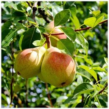 Beurre Hardy Pear Tree 4-5ft Tall, Ready to Fruit, Distinctive Flavour