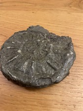 Ammonite Fossil imprint Jurassic Coast Charmouth Dorset UK 6cm