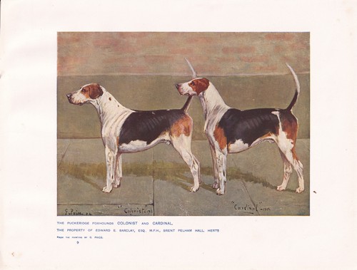 Foxhound dogs antique - dogs,