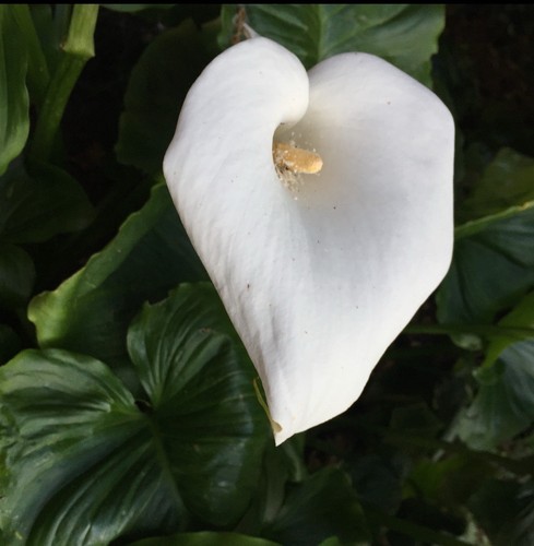 Baby arum lily zantedeschia - 3,