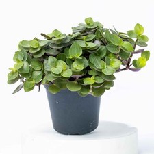 Callisia repens Turtle Vine