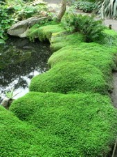 GREEN HELXINE 9 CM POT SOLEIROLIA SOLEIROLII MIND YOUR OWN BUSINESS BABY'S TEARS