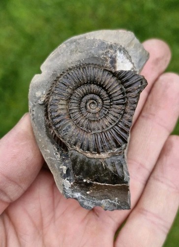 British fossils 6 - british,