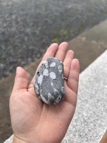 Handpicked fossil stone - handpicked,