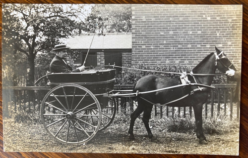 Pony horse trap buggy - pony,