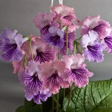Streptocarpus
